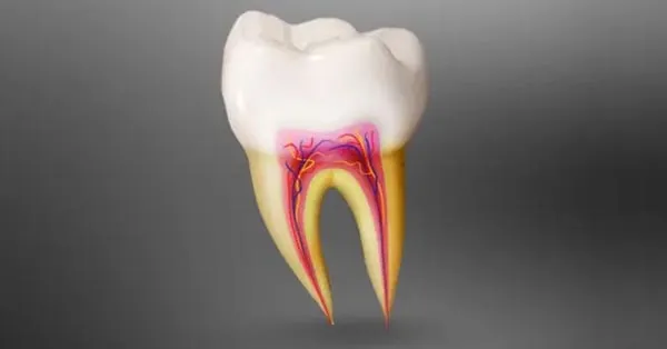 In Defense of Root Canals: The Unsung Hero of Dental Care